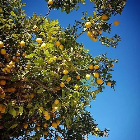 Garden Art Perivólia