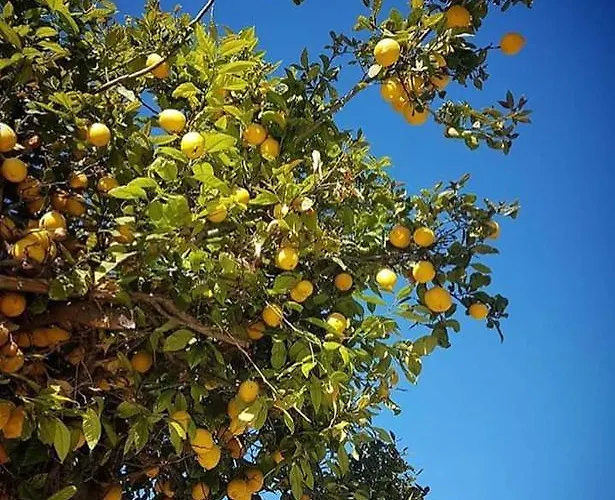 Garden Art Perivolia